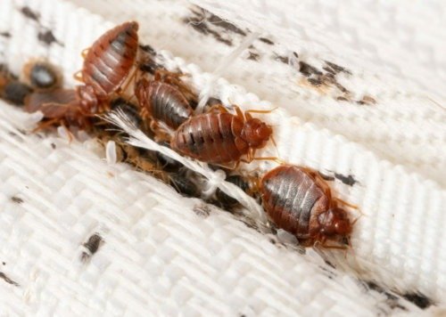 Effective Bed Bug Prevention Strategies for Modern Homeowners